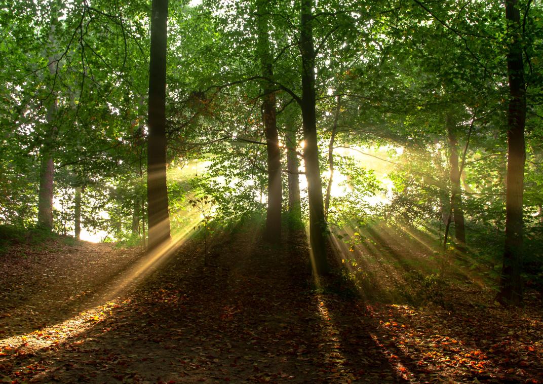 Bos bomen boom